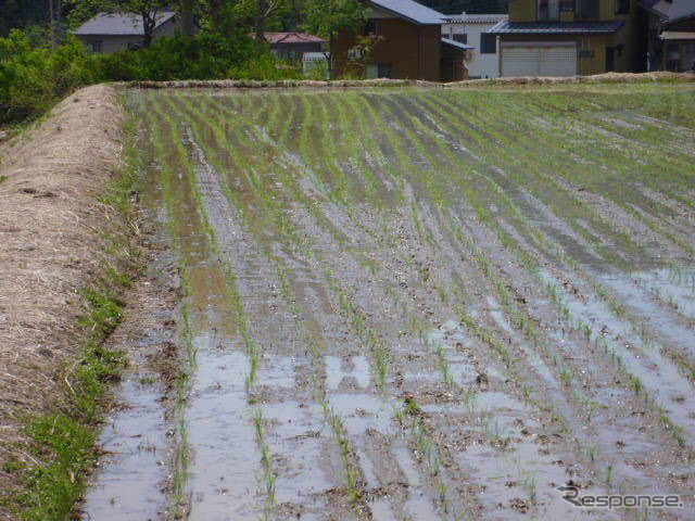 棚田には、真四角ではない田んぼも多い。ナナメになった部分もすきまができないよう、田んぼ全体に苗を植えていく《写真協力 うおぬまのお米農家》