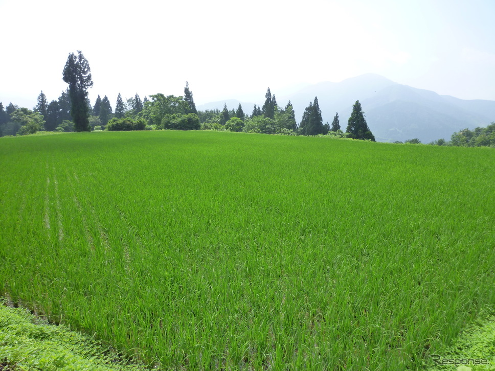 山間の田んぼの美しい風景《写真協力 うおぬまのお米農家》