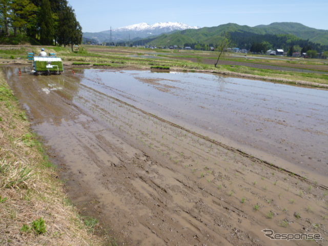 田植え機を使っての苗を植えていく《写真協力 うおぬまのお米農家》