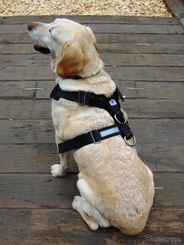 【青山尚暉のわんダフルカーライフ】愛犬の安全なクルマの乗せ方&降ろし方