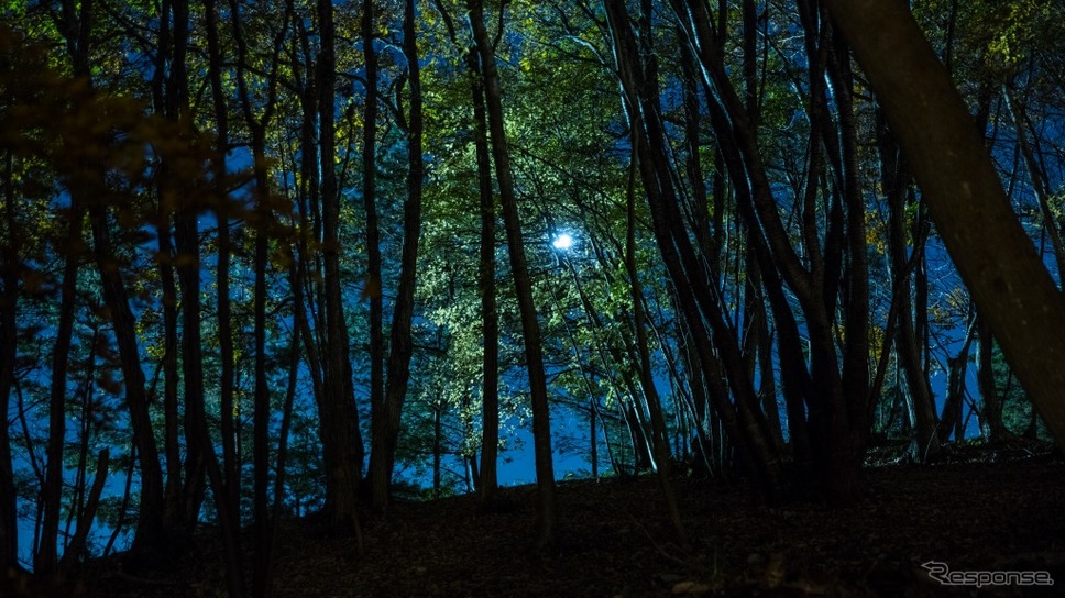 ハローウッズ 夜の森