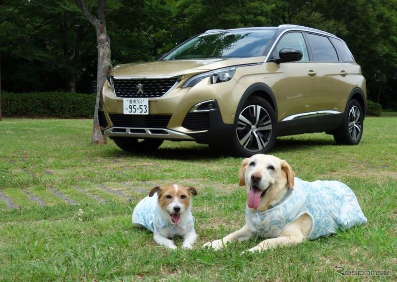 愛犬とドライブするためのクルマを考えた場合、どうしても大きなクルマを想像しがち…。