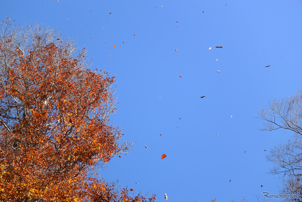 高地気候の紅葉は散り際が一番美しい。季節風が吹きつけるたびに空一面に枯葉が舞う。これを見られる期間はごくわずかだ。《撮影 井元康一郎》
