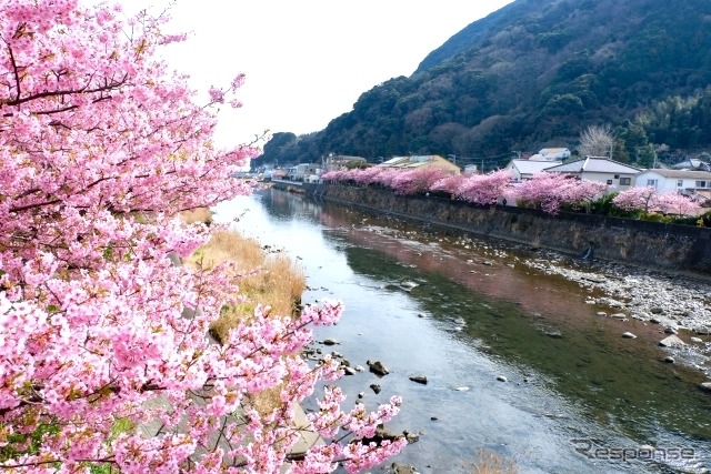 河津桜まつり(イメージ)《写真AC》