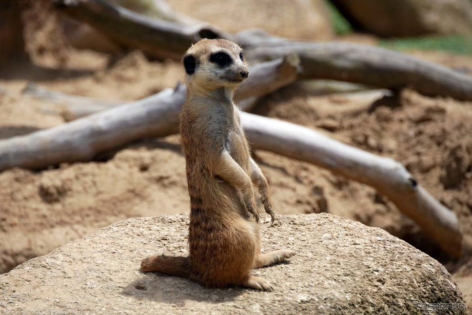 周回中に紹介されるミーアキャット ※事前に撮影《写真 ZMP》