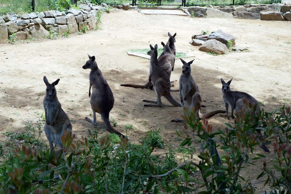 周回中に紹介されるカンガルー ※事前に撮影《写真 ZMP》