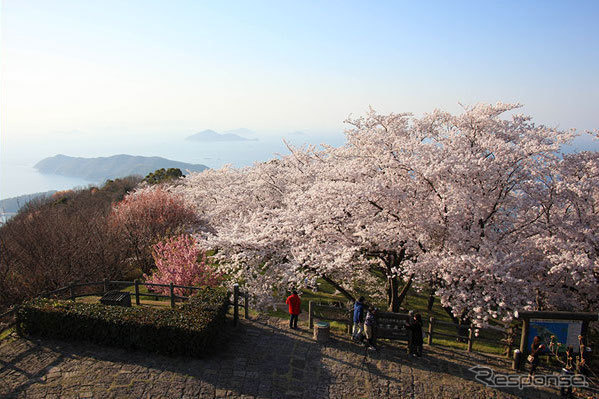 紫雲出山桜《写真提供 メロディ・インターナショナル》