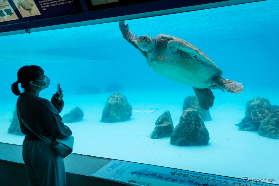 沖縄美ら海水族館《Photo by Yuichi Yamazaki/Getty Images News/ゲッティイメージズ》