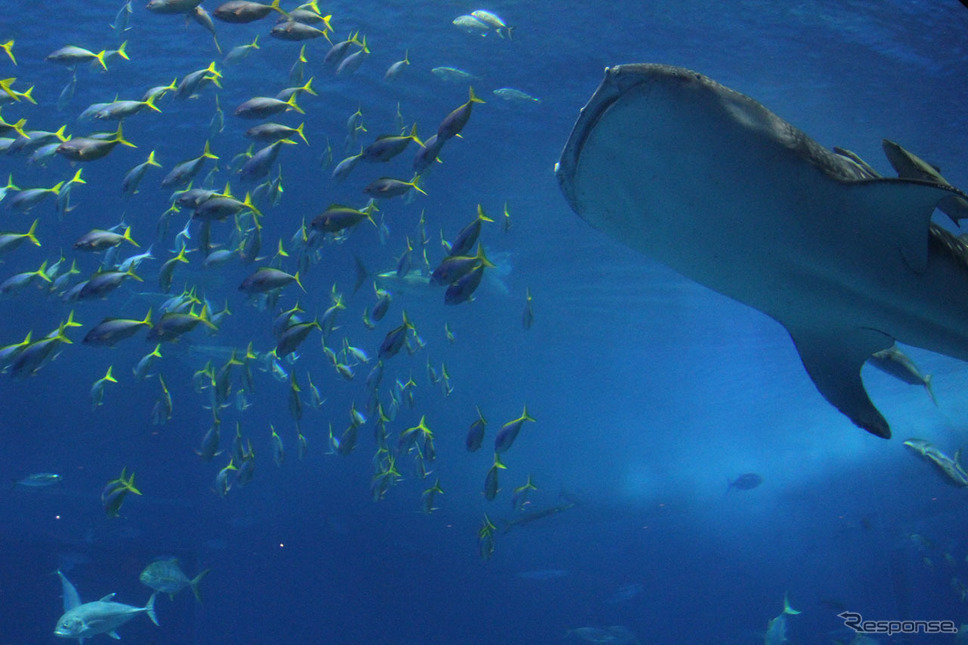 美ら海水族館の入場券セットにした割引チケットもある