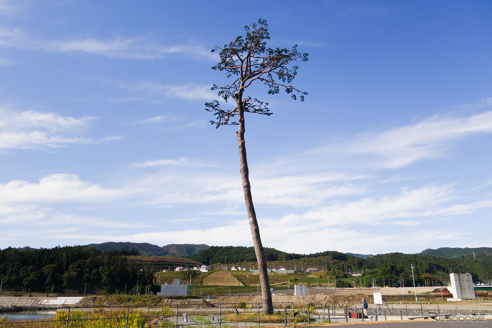 福島県南相馬市と並んで知られる“奇跡の一本松”。枯死したため伐採し、防腐処理を施したうえで元の場所に戻された。《写真撮影 井元康一郎》