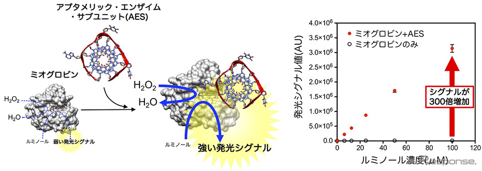 アプタメリック・エンザイム・サブユニット（AES）は、ミオグロビンに結合することでペルオキシダーゼ活性に関わる性質を激変させる《図版提供 東京農工大学》