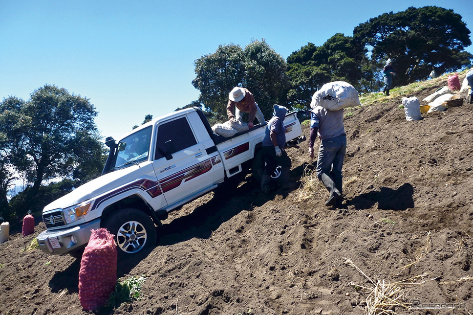 コスタリカのニンジン収穫風景《写真提供 トヨタ自動車》