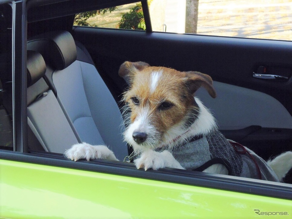 夏の愛犬とのドライブ旅行で気になる害虫対策《写真撮影 青山尚暉》