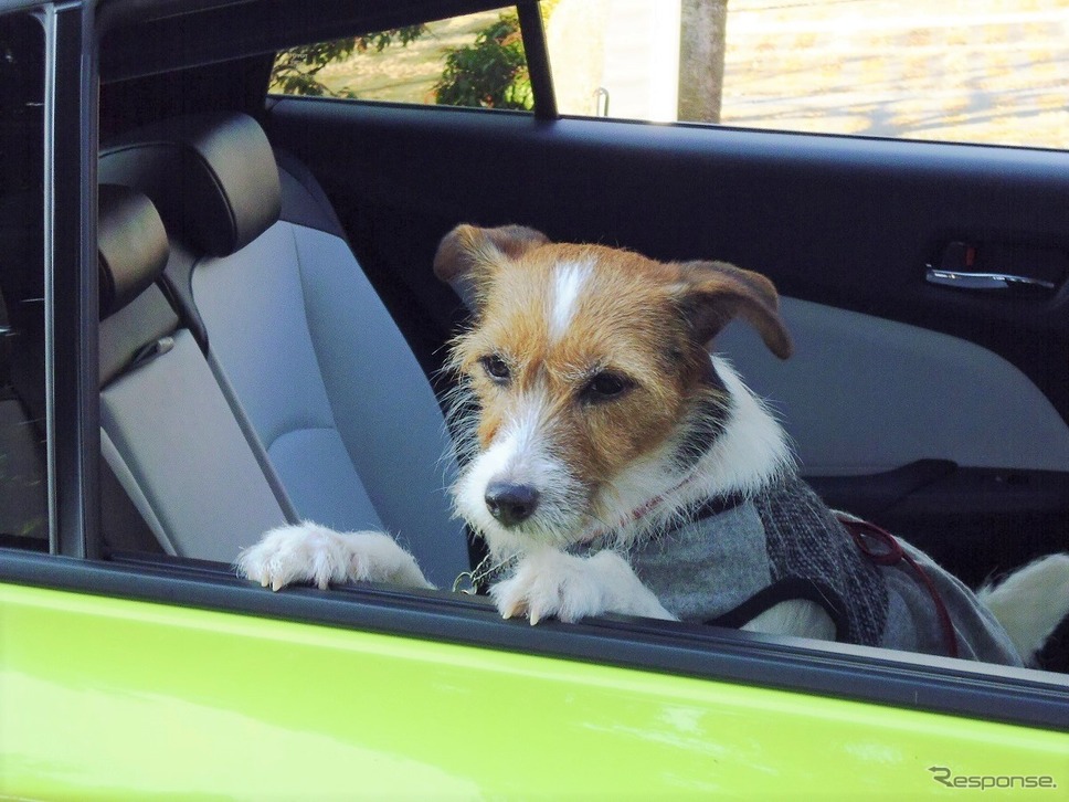 わが家ではエアコン吹き出し口のある後席に愛犬を乗せる(ドライブ中は窓を閉め、犬用シートベルト等で安全確保)《写真撮影 青山尚暉》