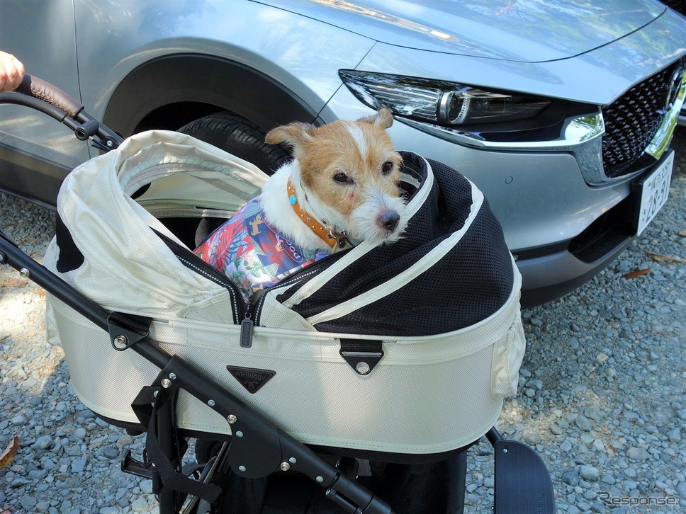 夏の愛犬同伴ドライブ、注意点＆必須アイテム《写真撮影 青山尚暉》