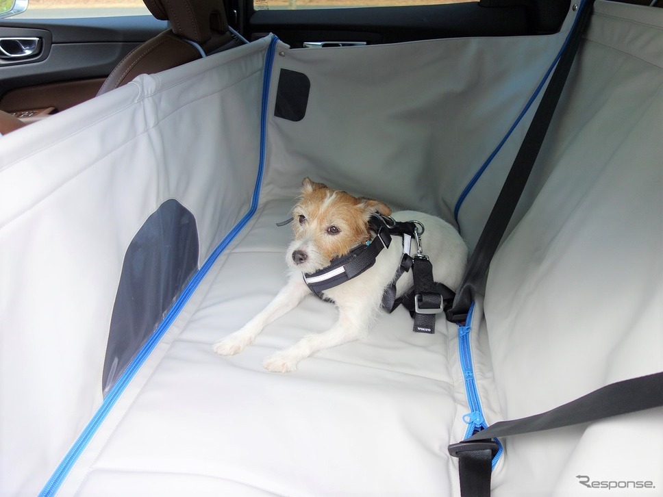夏の愛犬同伴ドライブ、注意点＆必須アイテム《写真撮影 青山尚暉》
