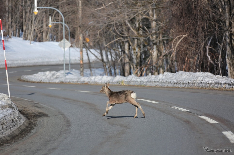 ドライブルートには鹿が出る《写真提供 損害保険ジャパン》