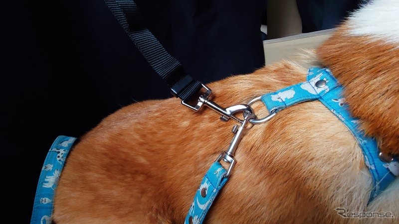 犬用のシートベルト《写真提供 日本交通》