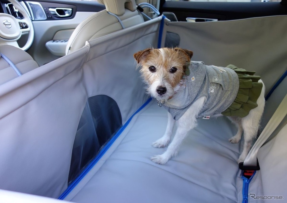犬を車内のどこに乗せるか問題の結論《写真 青山尚暉》