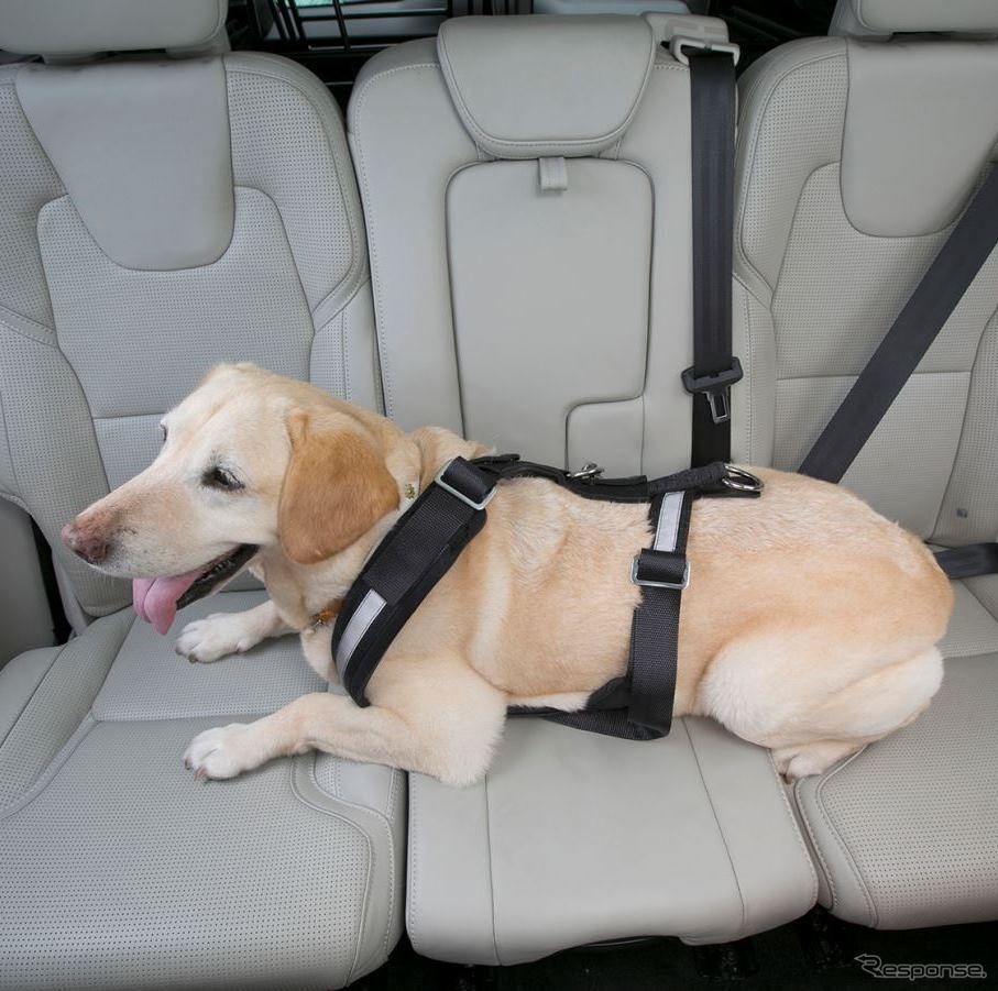 犬用シートベルトの着用やハーネスとリードの併用&固定などが必要《写真 青山尚暉》