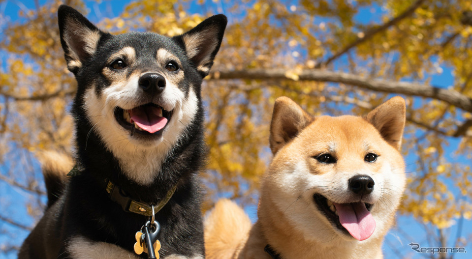 柴犬・日本犬（イメージ）《写真提供 国際自動車》