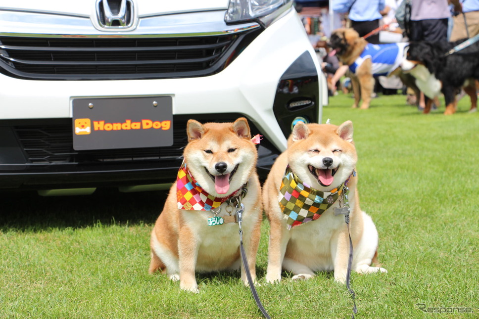 柴犬2匹の飼い主は、ペットキーカバーの色と愛犬の毛の色を合わせて楽しんでいるそう《写真撮影 吉田瑶子》