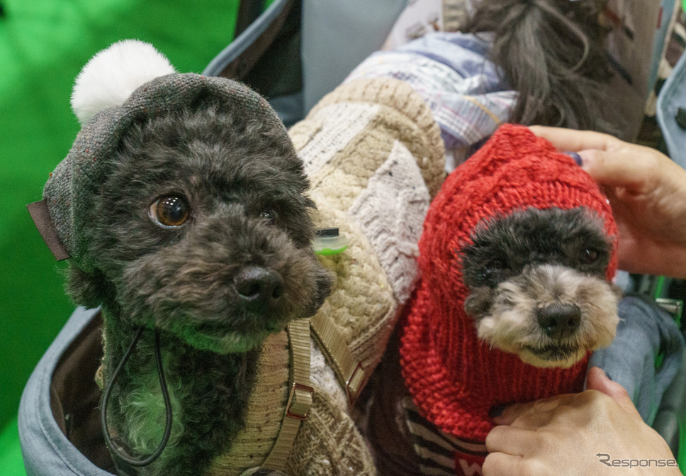 ペットの家族化が生み出す新しいキャンピングカー市場…ジャパンキャンピングカーショー2023《写真 石川徹》