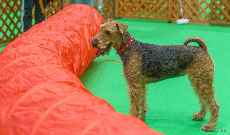 中型犬で運動量の多いエアデールテリアも楽しめる広さのドッグラン《写真 石川徹》
