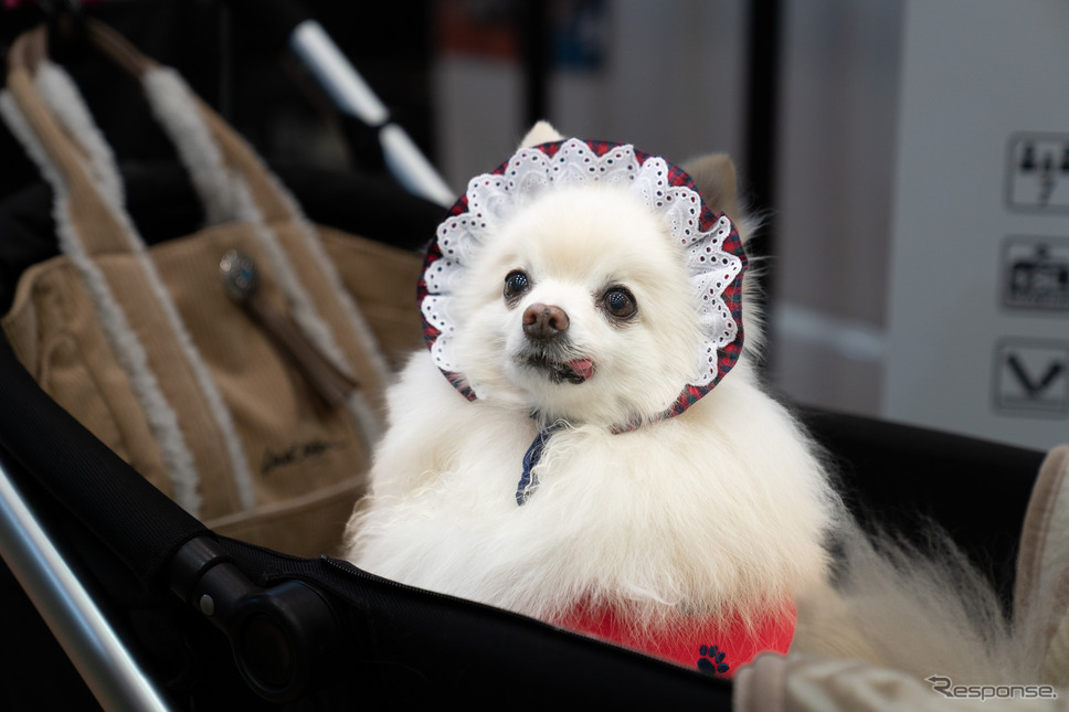 愛犬は家族の一員《写真 石川徹》