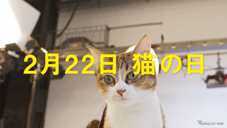 2月22日は猫の日《写真提供 イエローハット》