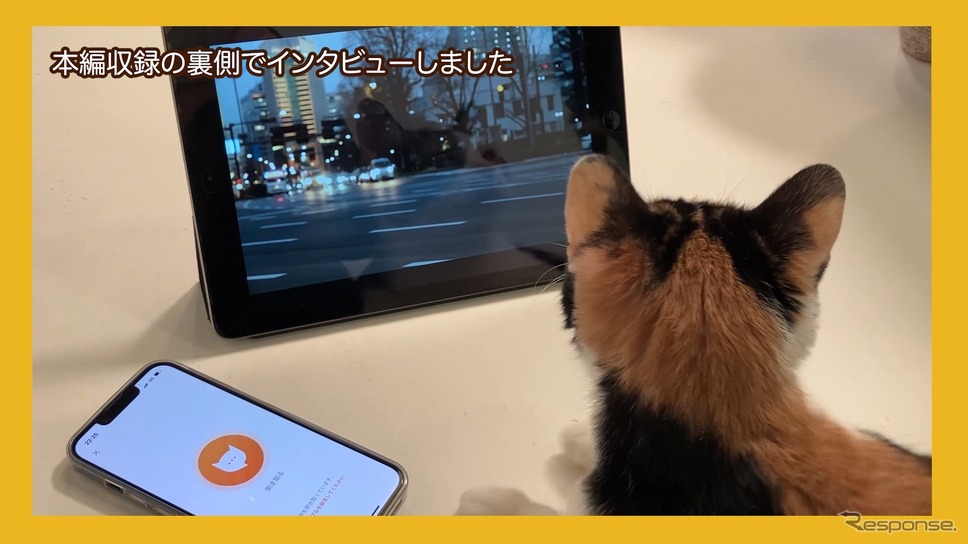 猫語翻訳アプリ「にゃんトーク」を使って猫にインタビュー《写真提供 イエローハット》