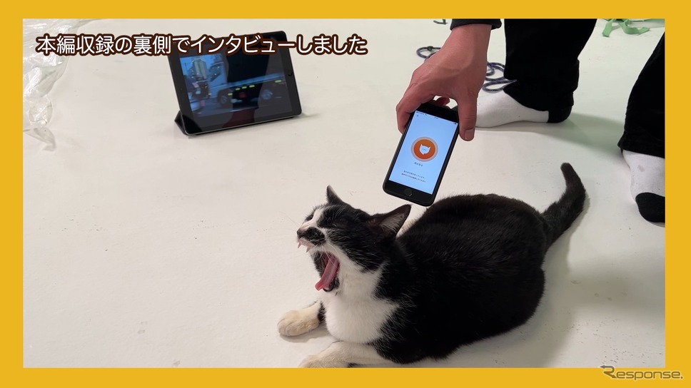 自由な猫《写真提供 イエローハット》