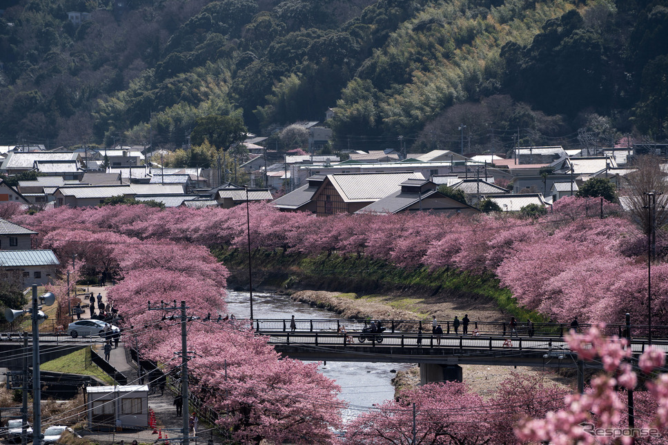 河津町《Photo by Tomohiro Ohsumi/Getty Images News/ゲッティイメージズ》