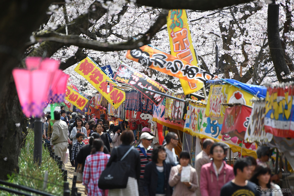 権現堂桜堤《Photo by Masashi Hara/Getty Images News/ゲッティイメージズ》