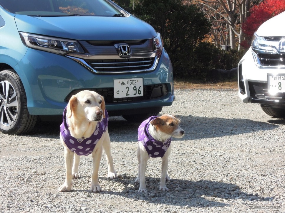 左が2代目自称自動車評論犬!?のマリア、右がララ《写真撮影 青山尚暉》