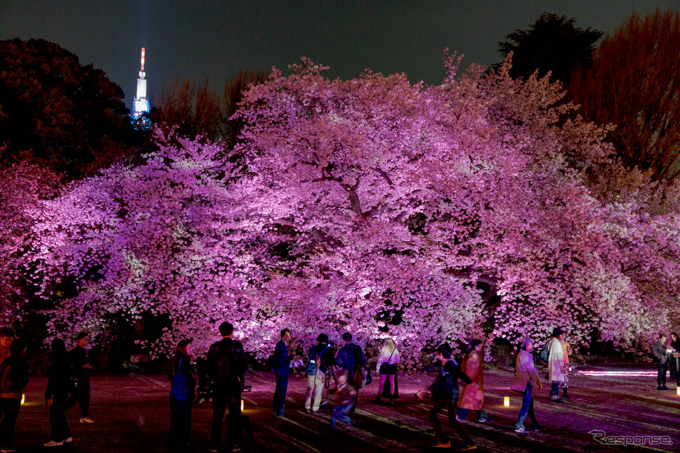 ライトアップの桜。《写真撮影 関口敬文》