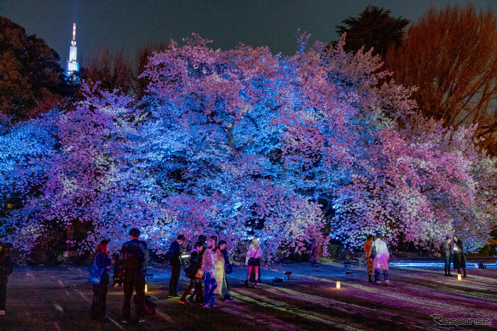 プロジェクションマッピングされた桜。《写真撮影 関口敬文》