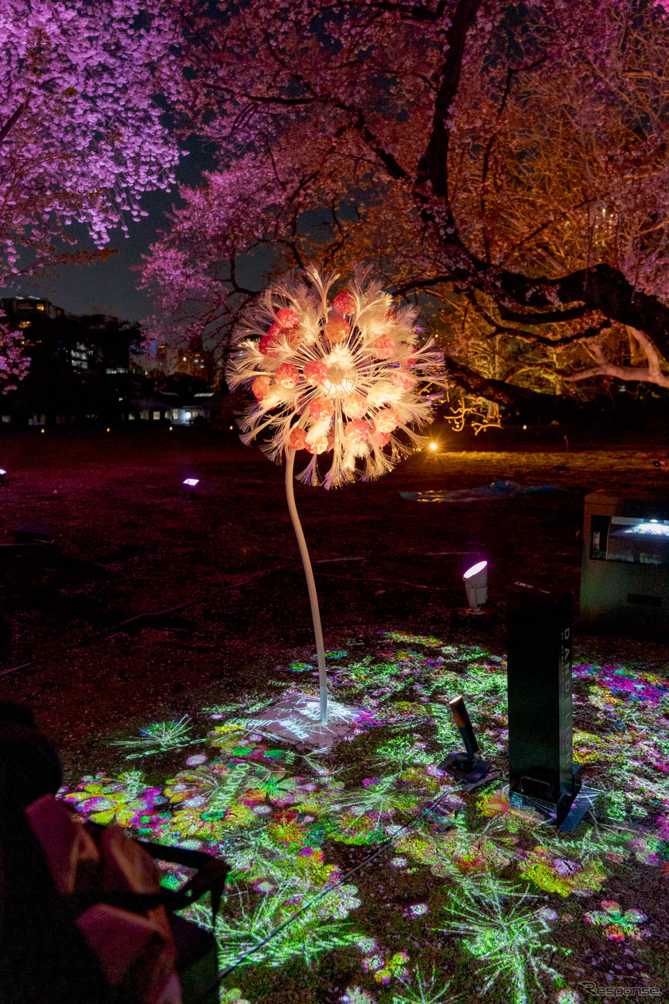 今回は特別に桜バージョンになっており、桜のアートオブジェにスマートフォンをかざすと、地面に映し出された桜の蕾がデジタルの花を咲かせる。《写真撮影 関口敬文》