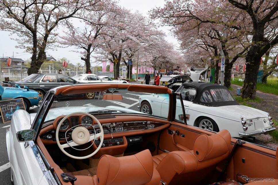 桜吹雪と名車の饗宴…オールドカーミーティングin清久さくらまつり