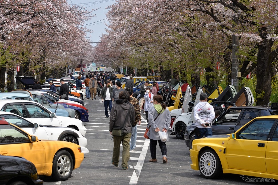 桜吹雪と名車の饗宴…オールドカーミーティングin清久さくらまつり