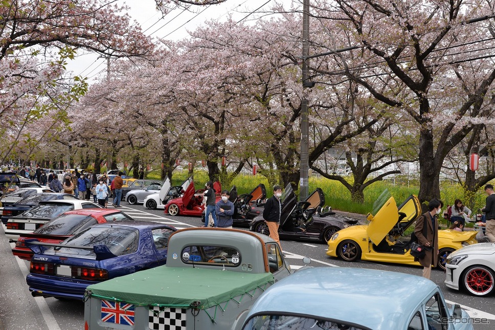 桜吹雪と名車の饗宴…オールドカーミーティングin清久さくらまつり