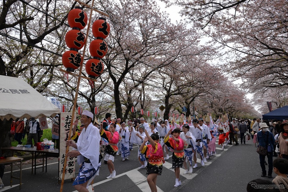 桜吹雪と名車の饗宴…オールドカーミーティングin清久さくらまつり