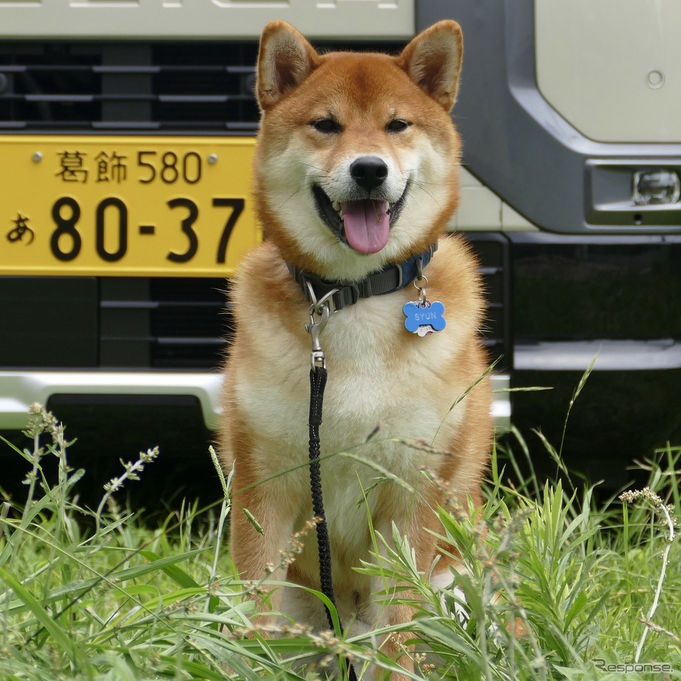 柴犬シュン《写真撮影 島崎七生人》