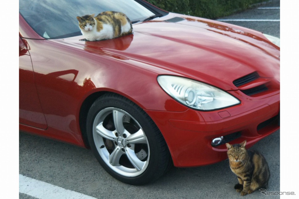 猫は季節を問わずクルマの周辺に寄り付く《写真提供:AC》