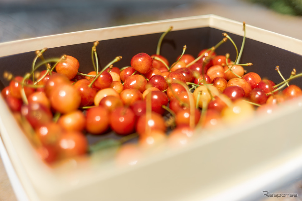 野菜や果物も収穫可能《写真提供 一般社団法人うごく街》