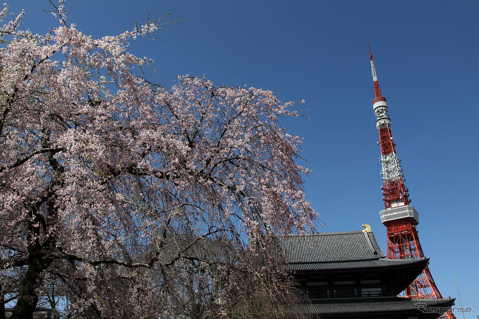 東京タワー。写真の桜はしだれか《Photo by Koichi Kamoshida/Getty Images News/ゲッティイメージズ》