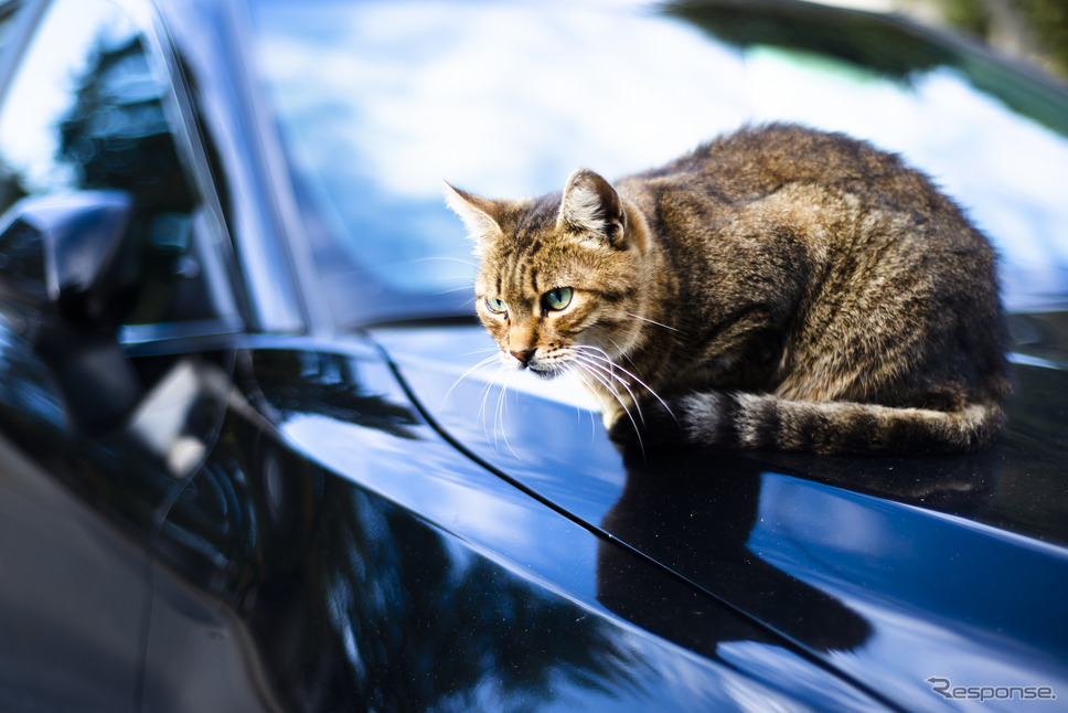 (イメージ)《photo by iStock/Elena Koroleva》