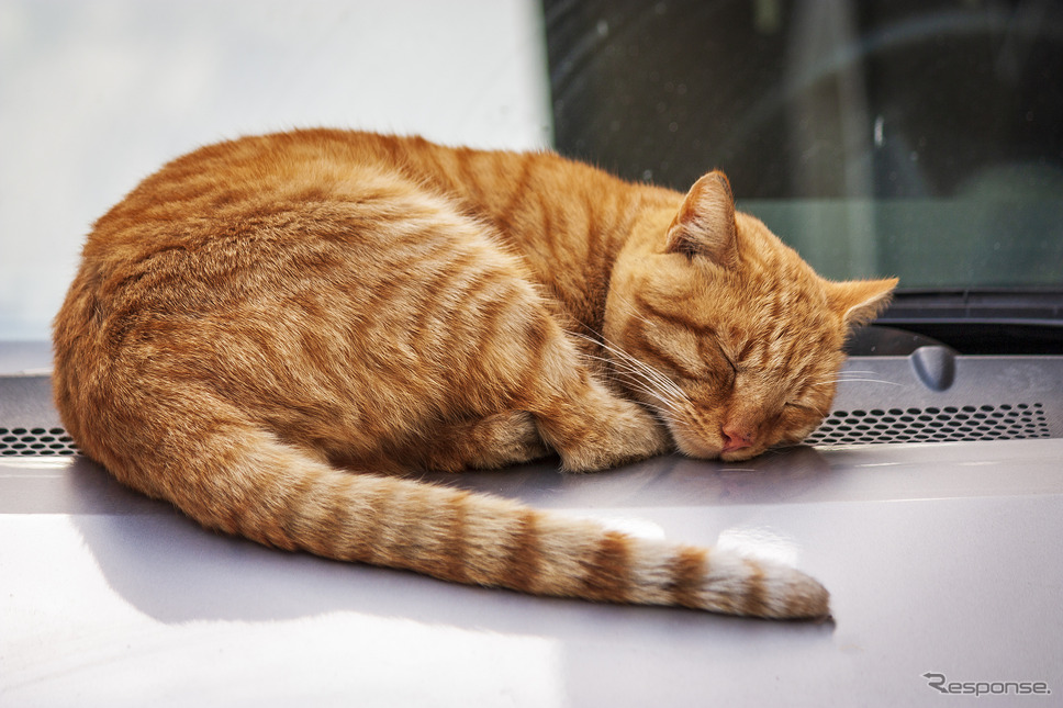 (イメージ)《photo by iStock/Ivan Katsarov》