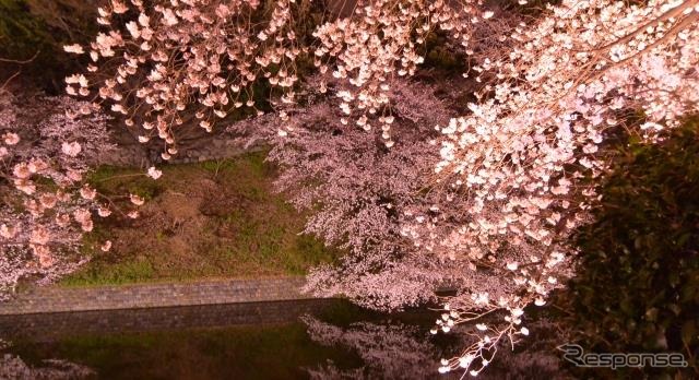 千鳥ヶ淵(イメージ)《写真提供 WILLER》