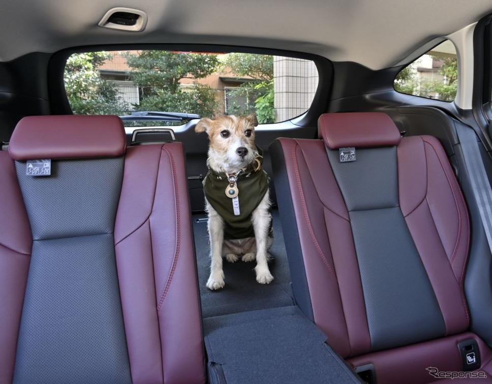 愛犬とドライブするのに役立つクルマの機能&装備とは?《写真撮影 青山尚暉》